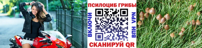 Купить где  Бор  Галлюциногенные грибы Cubensis 